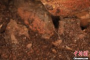 梦见淋浴江西发现蜘蛛新物种 为研究呵叻蛛属适应区域提供依据