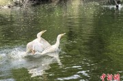 梦见淋浴吉林：罕见白鸬鹚连续两年“故地重游”