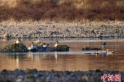 梦见淋浴歙县完成安徽首个县域生物多样性调查 共记录物种近4千种