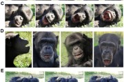 梦见淋浴国际最新研究：机器人“打哈欠” 黑猩猩被传染
